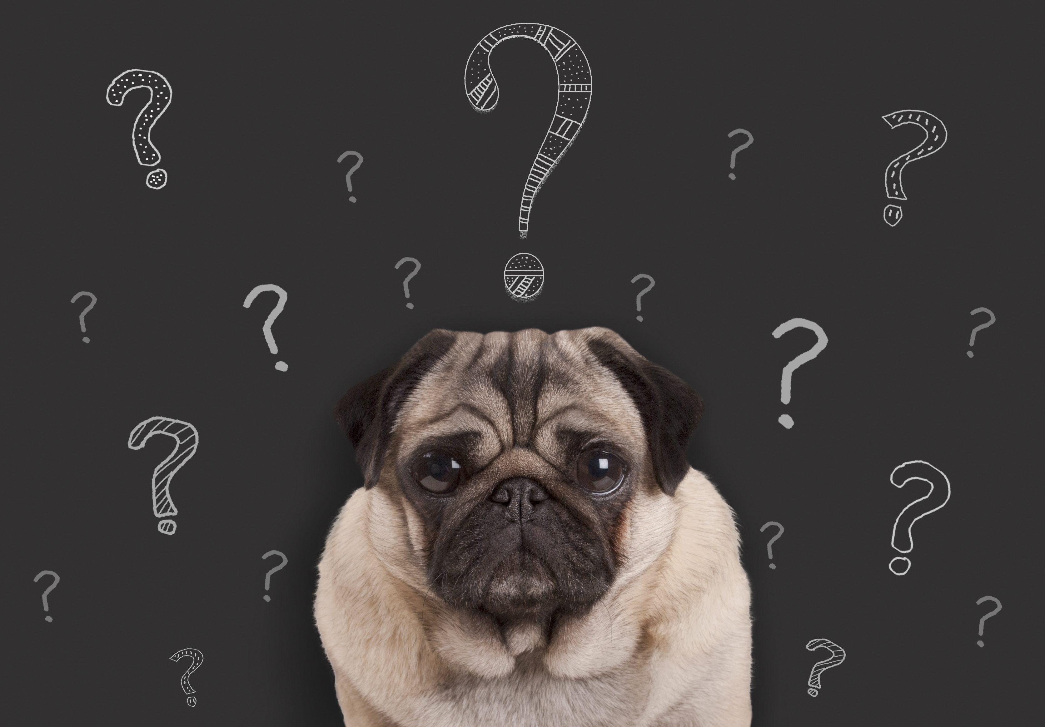 zooplus closeup of pug puppy dog sitting in front of blackboard sign with hand drawn chalk question marks Aktien