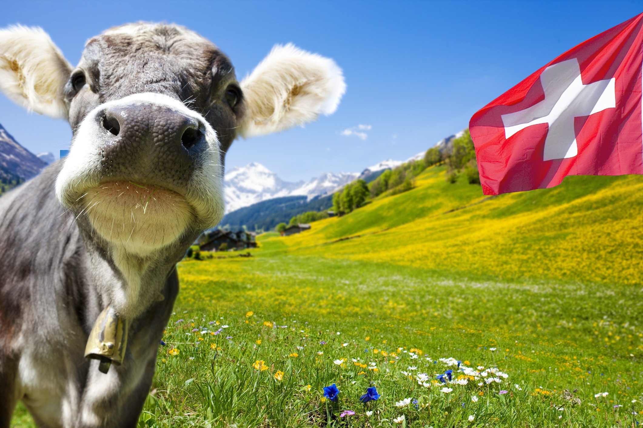 Schweiz mit Kuh und Flagge